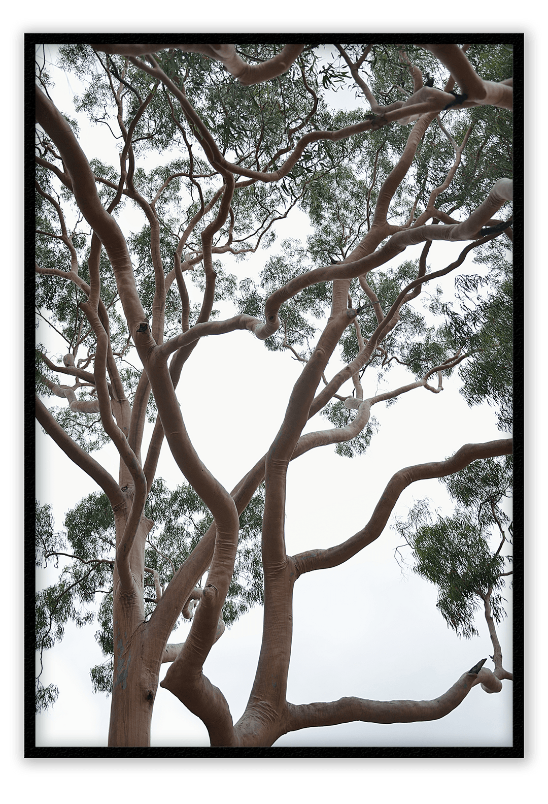 Canvas Print 50x70cm / Black Tubos Brand