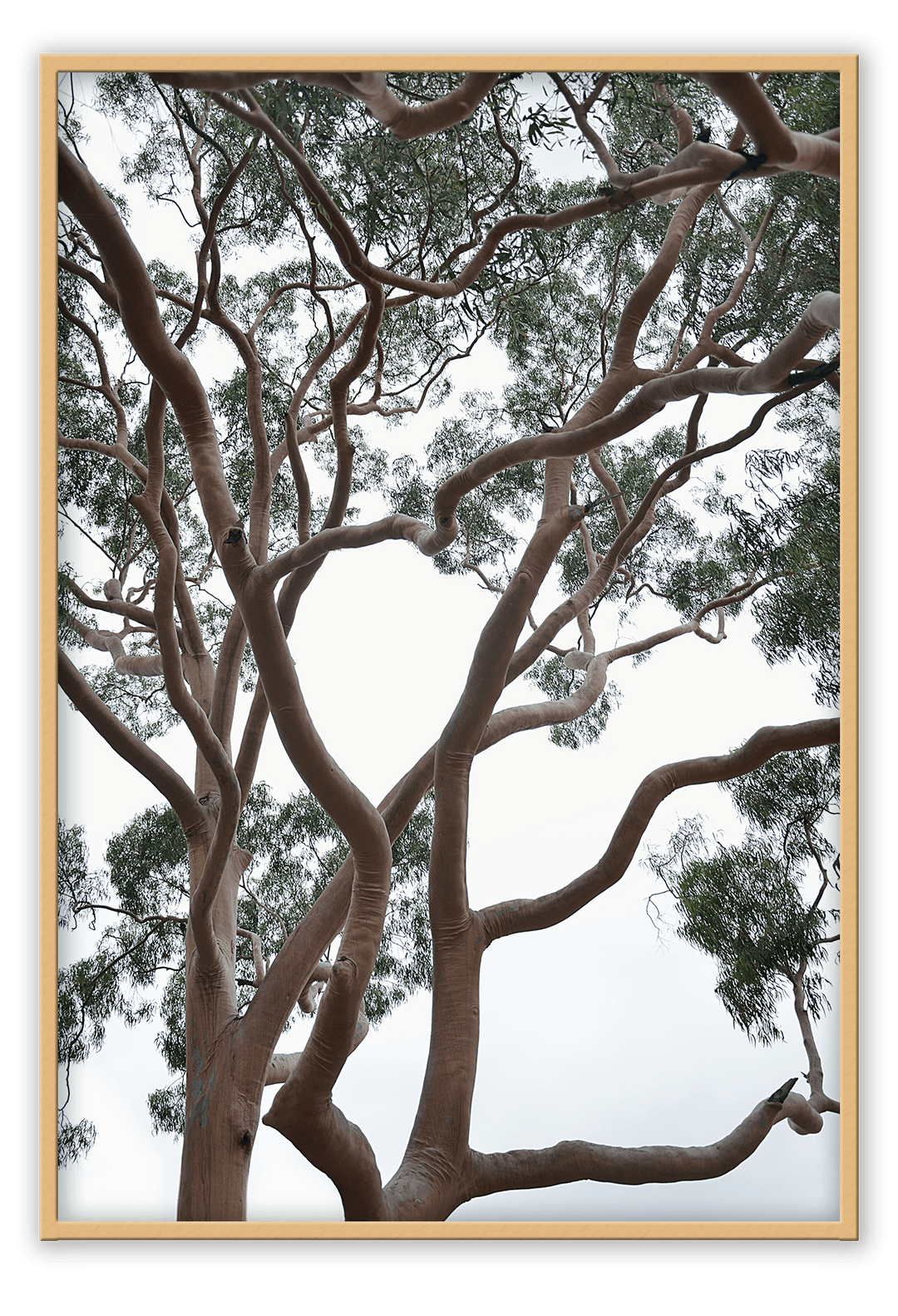 Canvas Print 50x70cm / Natural Tubos Brand