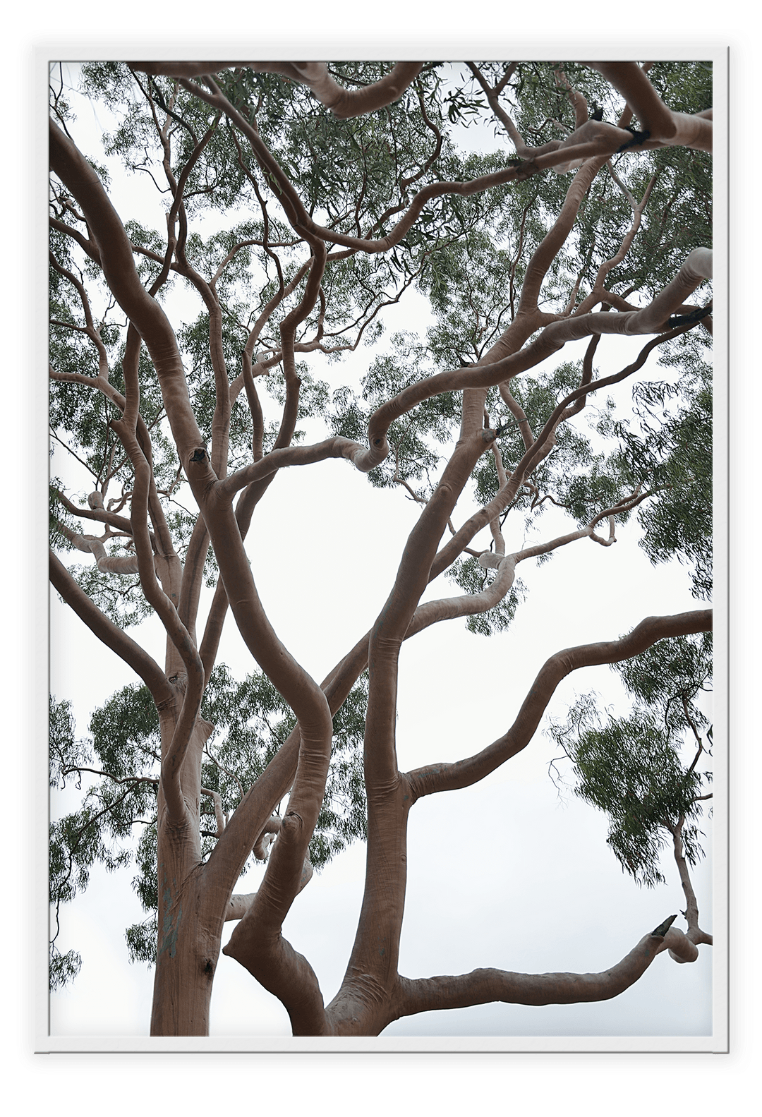 Canvas Print 50x70cm / White Tubos Brand